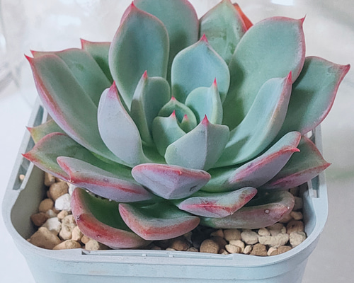 9.【札付き】プリンセスピーチ ASOBINI 命名株 多肉植物 エケベリア 9.【札付き】プリンセスピーチ ASOBINI 命名株 多肉植物 エケベリア 9