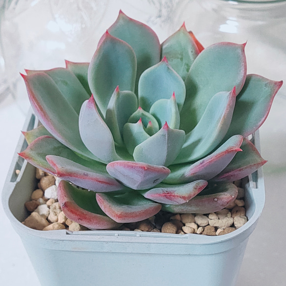 スウィートプリンセス【エケベリア 多肉植物 韓国苗 園芸 インテリア