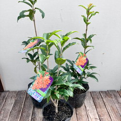 芳香の木＊キンモクセイ＊ギンモクセイ＊常緑樹＊大人気＊植木苗＊ガーデニング 6枚目の画像