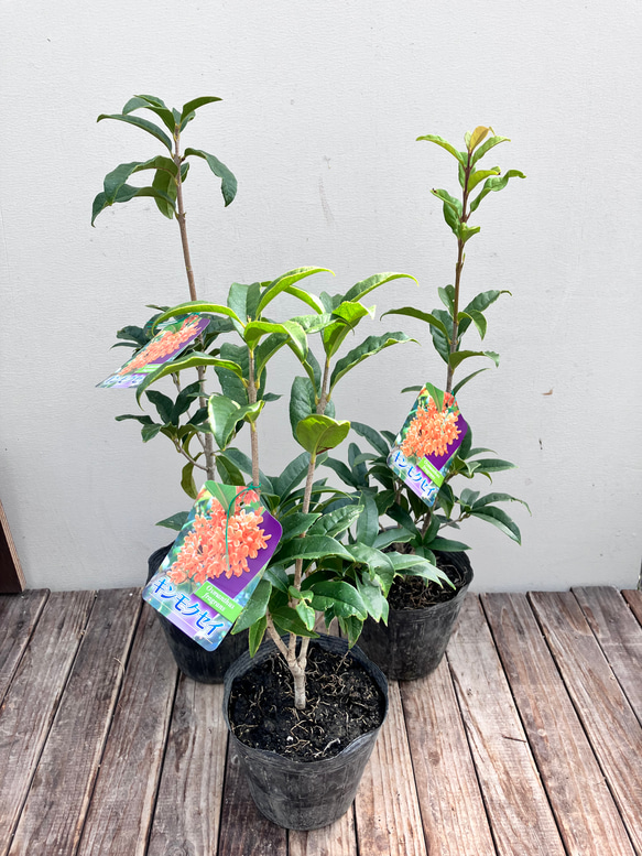 芳香の木＊キンモクセイ＊ギンモクセイ＊常緑樹＊大人気＊植木苗＊ガーデニング 6枚目の画像