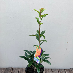 芳香の木＊キンモクセイ＊ギンモクセイ＊常緑樹＊大人気＊植木苗＊ガーデニング 8枚目の画像