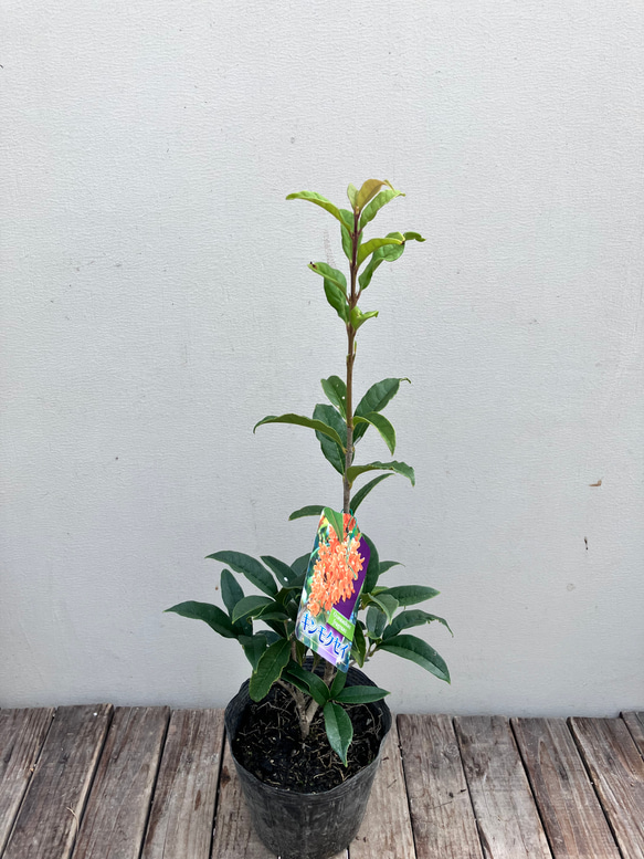 芳香の木＊キンモクセイ＊ギンモクセイ＊常緑樹＊大人気＊植木苗＊ガーデニング 8枚目の画像