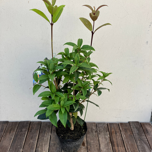 芳香の木＊キンモクセイ＊ギンモクセイ＊常緑樹＊大人気＊植木苗＊ガーデニング 5枚目の画像