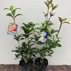 芳香の木＊キンモクセイ＊ギンモクセイ＊常緑樹＊大人気＊植木苗＊ガーデニング 4枚目の画像