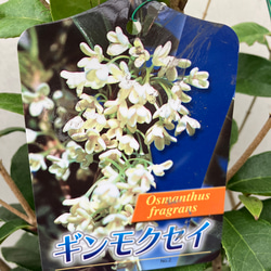 芳香の木＊キンモクセイ＊ギンモクセイ＊常緑樹＊大人気＊植木苗＊ガーデニング 3枚目の画像