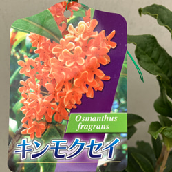 芳香の木＊キンモクセイ＊ギンモクセイ＊常緑樹＊大人気＊植木苗＊ガーデニング 2枚目の画像