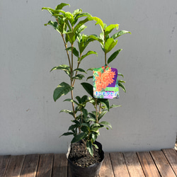 芳香の木＊キンモクセイ＊ギンモクセイ＊常緑樹＊大人気＊植木苗＊ガーデニング 7枚目の画像