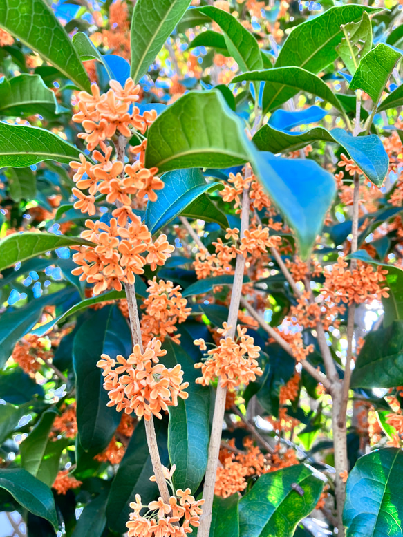芳香の木＊キンモクセイ＊ギンモクセイ＊常緑樹＊大人気＊植木苗＊ガーデニング 13枚目の画像