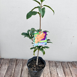 芳香の木＊キンモクセイ＊ギンモクセイ＊常緑樹＊大人気＊植木苗＊ガーデニング 9枚目の画像