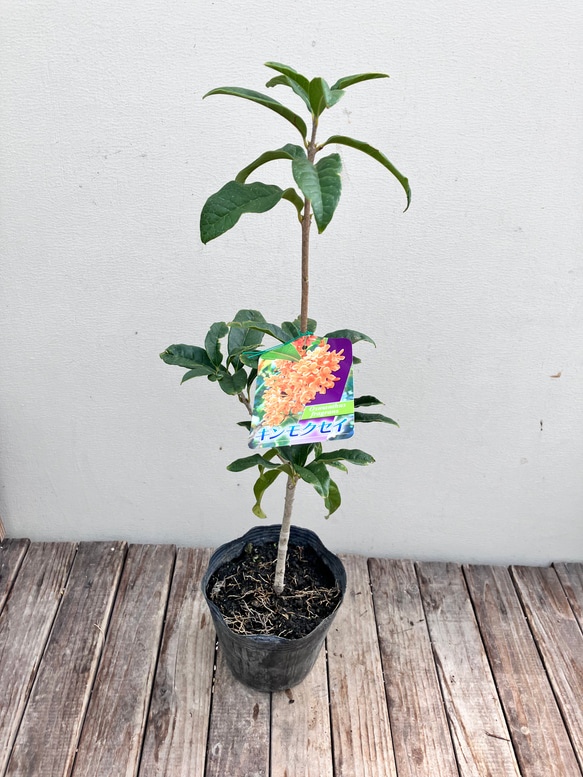 芳香の木＊キンモクセイ＊ギンモクセイ＊常緑樹＊大人気＊植木苗＊ガーデニング 9枚目の画像