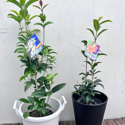 芳香の木＊キンモクセイ＊ギンモクセイ＊常緑樹＊大人気＊植木苗＊ガーデニング 14枚目の画像