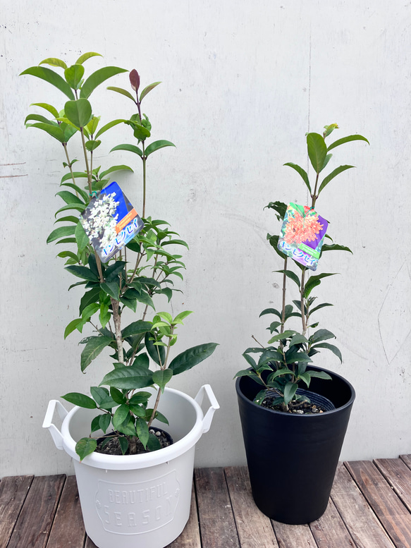 芳香の木＊キンモクセイ＊ギンモクセイ＊常緑樹＊大人気＊植木苗＊ガーデニング 14枚目の画像