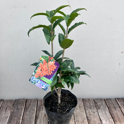 芳香の木＊キンモクセイ＊ギンモクセイ＊常緑樹＊大人気＊植木苗＊ガーデニング 10枚目の画像