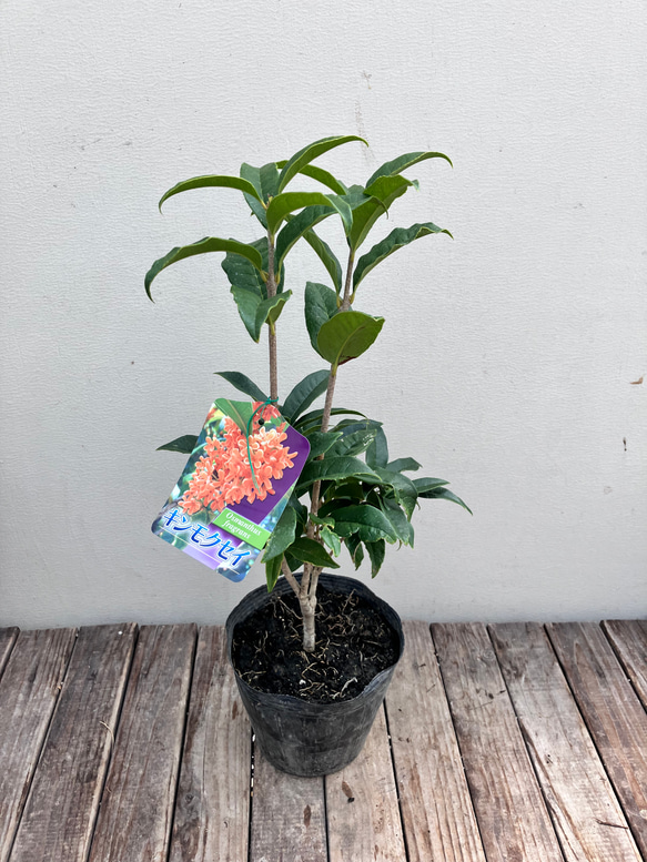 芳香の木＊キンモクセイ＊ギンモクセイ＊常緑樹＊大人気＊植木苗＊ガーデニング 10枚目の画像