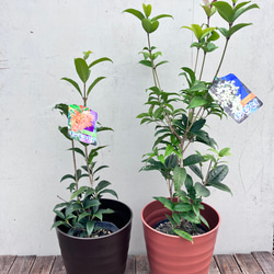 芳香の木＊キンモクセイ＊ギンモクセイ＊常緑樹＊大人気＊植木苗＊ガーデニング 15枚目の画像