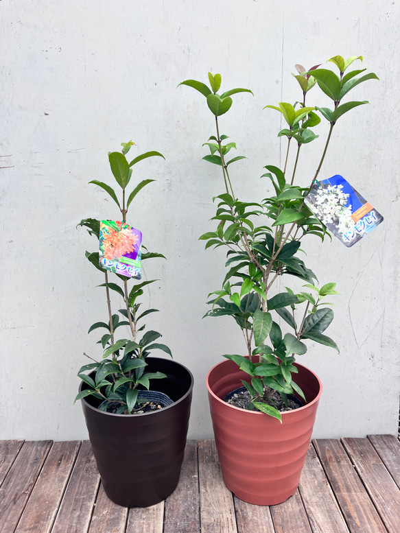 芳香の木＊キンモクセイ＊ギンモクセイ＊常緑樹＊大人気＊植木苗＊ガーデニング 15枚目の画像