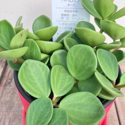 可愛いペペロミア＊ホープ＊吊り鉢＊観葉植物 8枚目の画像
