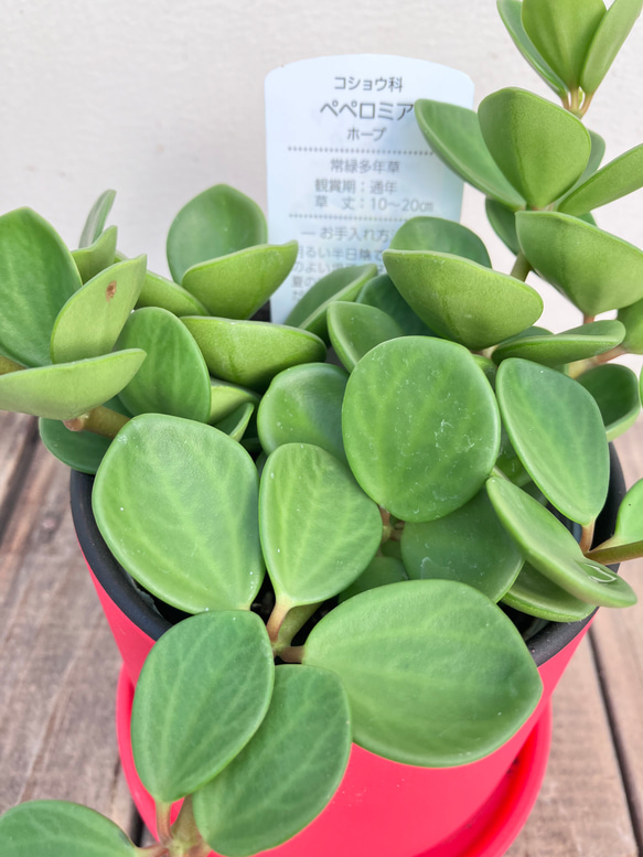 可愛いペペロミア＊ホープ＊吊り鉢＊観葉植物 8枚目の画像