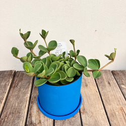 可愛いペペロミア＊ホープ＊吊り鉢＊観葉植物 6枚目の画像