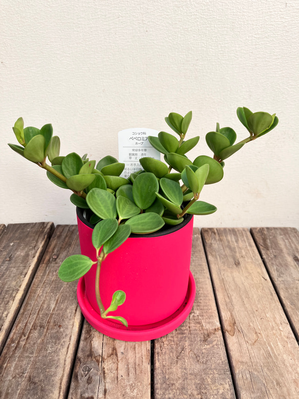 可愛いペペロミア＊ホープ＊吊り鉢＊観葉植物 1枚目の画像