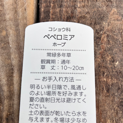 可愛いペペロミア＊ホープ＊吊り鉢＊観葉植物 9枚目の画像