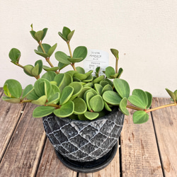 可愛いペペロミア＊ホープ＊吊り鉢＊観葉植物 3枚目の画像