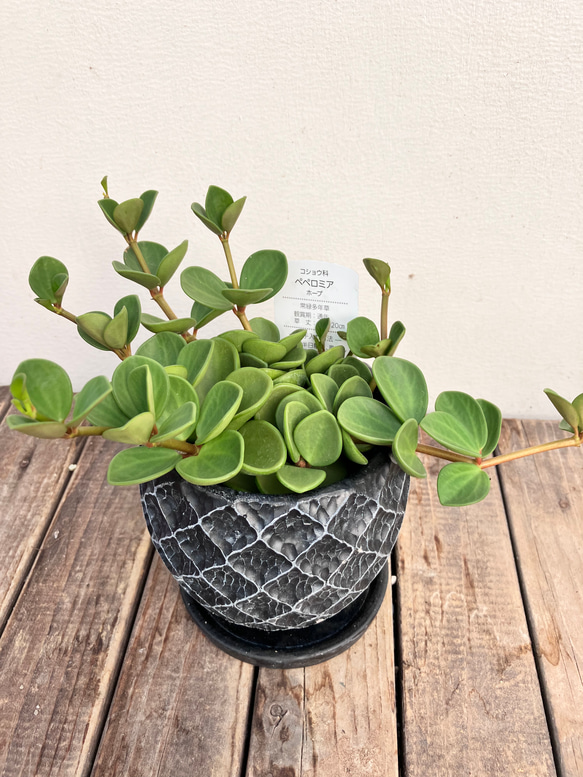 可愛いペペロミア＊ホープ＊吊り鉢＊観葉植物 3枚目の画像
