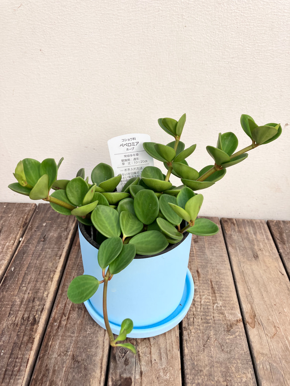 可愛いペペロミア＊ホープ＊吊り鉢＊観葉植物 5枚目の画像