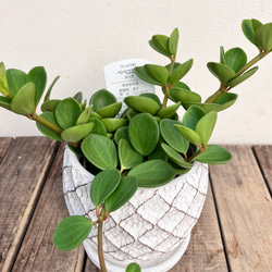 可愛いペペロミア＊ホープ＊吊り鉢＊観葉植物 4枚目の画像