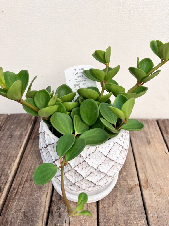 可愛いペペロミア＊ホープ＊吊り鉢＊観葉植物 4枚目の画像
