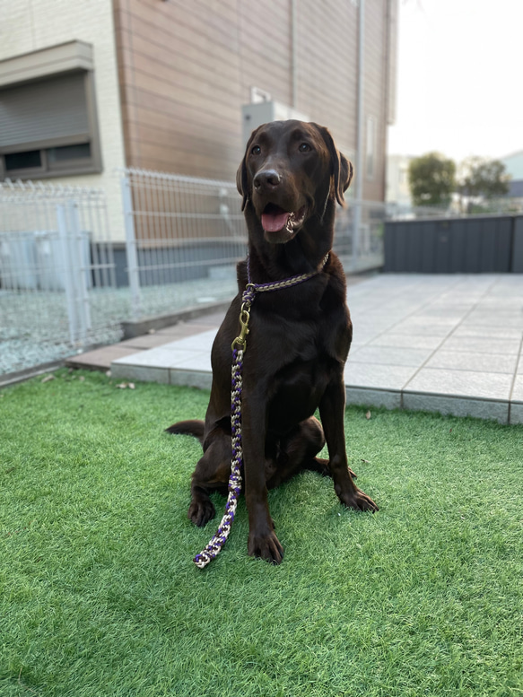 【完成品】パラコードリード　ギザギザ平編みショートリード　中型犬　大型犬　ショートリード 11枚目の画像