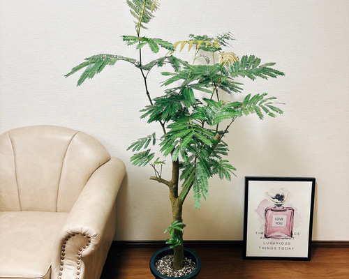 現品］エバーフレッシュ 8号 幹太め 観葉植物 室内 大型