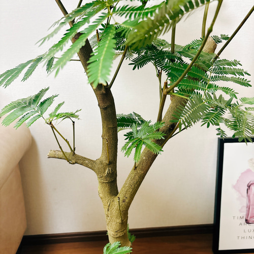 現品］エバーフレッシュ 8号 幹太め 観葉植物 室内 大型
