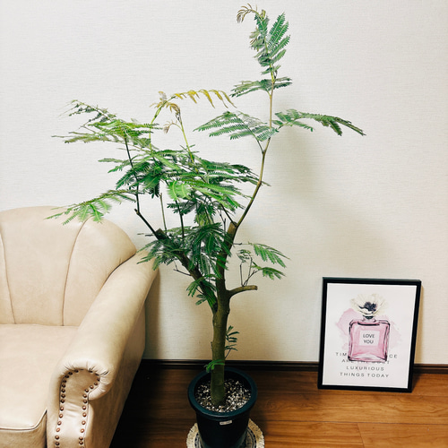 現品］エバーフレッシュ 8号 幹太め 観葉植物 室内 大型