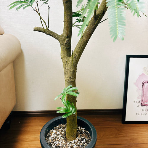現品］エバーフレッシュ 8号 幹太め 観葉植物 室内 大型