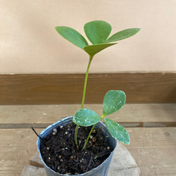 観葉植物　ザミア　フルフラケア 3枚目の画像