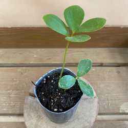 観葉植物　ザミア　フルフラケア 1枚目の画像