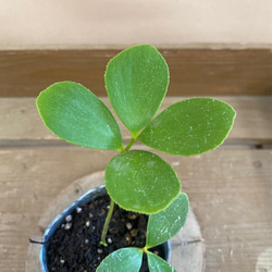 観葉植物　ザミア　フルフラケア 2枚目の画像
