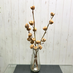 ウェルカムスペース コットンフラワー テディベア 綿の木 ドライ