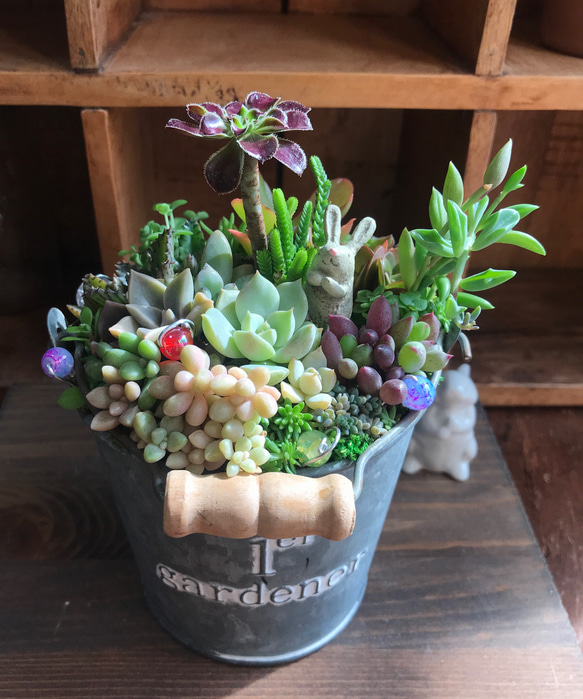 多肉寄せ植え✿箱庭✿うさぎ ☆多肉植物 寄せ植え〜手作り 木製HOUSE