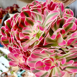 アエオニウムピンクウィッチ 美苗 ブーケ花束多頭 大形 多肉植物