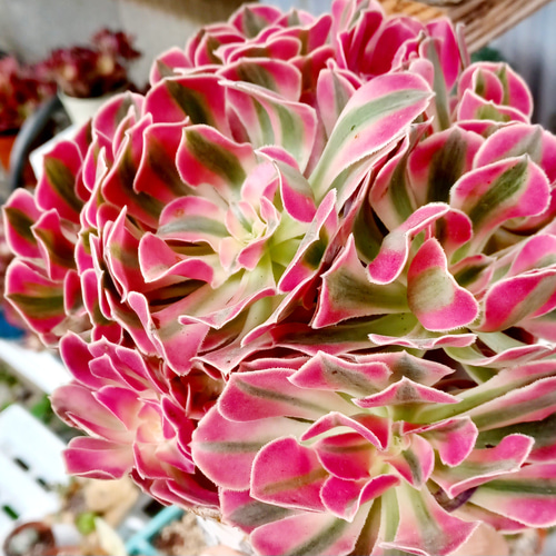 １点物♠　アエオニウム　ピンクウィッチ　韓国苗＆鉢　群生3株　鉢こど映像物発送 1点物♤ アエオニウム ピンクウィッチ 韓国苗＆鉢 群生3株 鉢こ