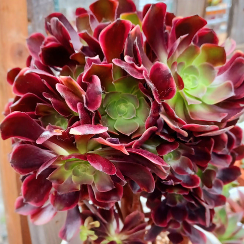 92#多肉植物アエオニウム❤️フエ二ックスフレ一ム❤️1大頭6小頭17cm拨き苗 92#多肉植物アエオニウム❤️フエ二ックスフレ一ム❤️1大頭6小