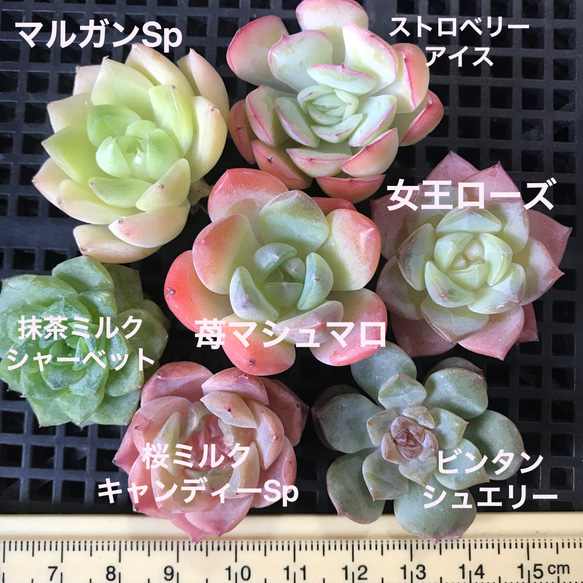 ⑥ 韓国苗 多肉植物 エケベリア お得な詰め合わせセット 多肉植物 愛多肉-(AI-TANIKU) 通販|Creema(クリーマ) 16727983 ⑥ 韓国苗 多肉植物 エケベリア お得な詰め合わせセット 多肉植物 愛多肉-(AI-TANIKU) 通販|Creema(クリーマ) 16727983