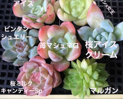 0ba1cb5ff62e76d717393496706e17