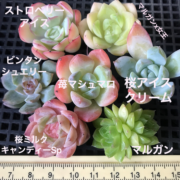 ⑤韓国苗　多肉植物　エケベリア　お得な詰め合わせセット 1枚目の画像