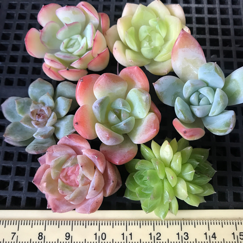 ⑤韓国苗 多肉植物 エケベリア お得な詰め合わせセット 多肉植物