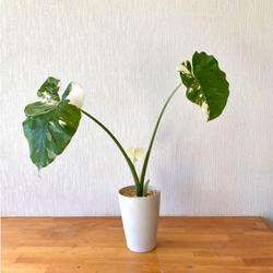 斑入りクワズイモ ！鉢シリーズ！Alocasia　約50cm pot11cm 1枚目の画像