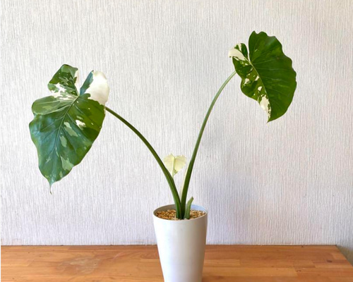 オシャレなクワズイモ 斑入り！OKINAWA SILVER ALOCASIA