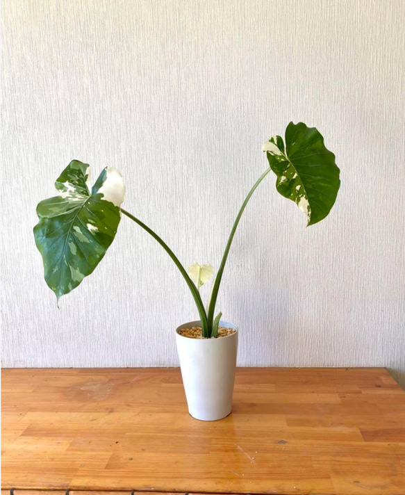 斑入りクワズイモ ！鉢シリーズ！Alocasia 約50cm pot11cm撮影10